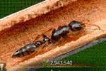 Ant Legion Tier List – The List of All AntsNovember 2023