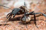 Ant Legion Tier List – The List of All AntsNovember 2023