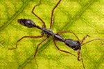 Ant Legion Tier List – The List of All AntsNovember 2023