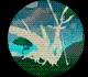 All Creatures in Creatures of Sonaria – Creatures Tier ListNovember 2023