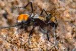 Ant Legion Tier List – The List of All AntsNovember 2023
