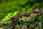 Ant Legion Tier List – The List of All AntsNovember 2023