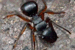 Ant Legion Tier List – The List of All AntsNovember 2023