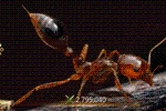 Ant Legion Tier List – The List of All AntsNovember 2023