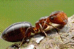 Ant Legion Tier List – The List of All AntsNovember 2023