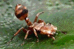 Ant Legion Tier List – The List of All AntsNovember 2023