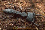 Ant Legion Tier List – The List of All AntsNovember 2023